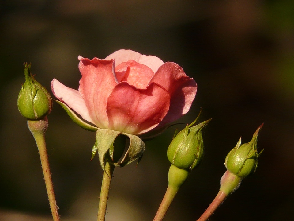 Bloom backlighting nature