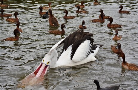 Pelican water bird photo