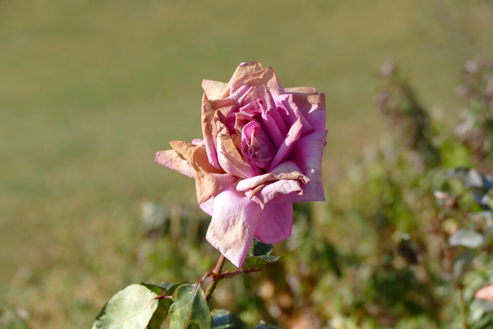 Flower nature pink
