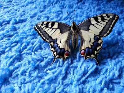 Dovetail butterfly blue photo
