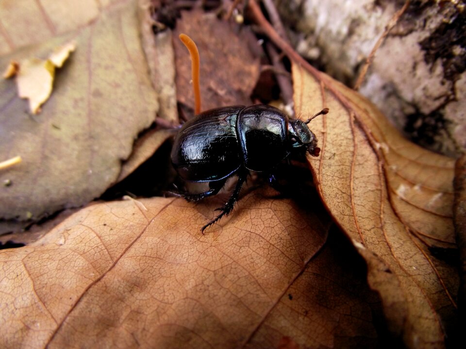 Beetle foliage autumn