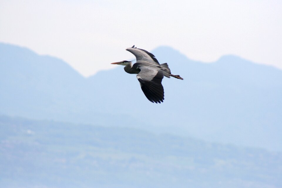 Bird flight mountains