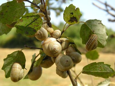 Camargue nature snails