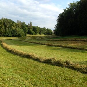 Grass landscape nature