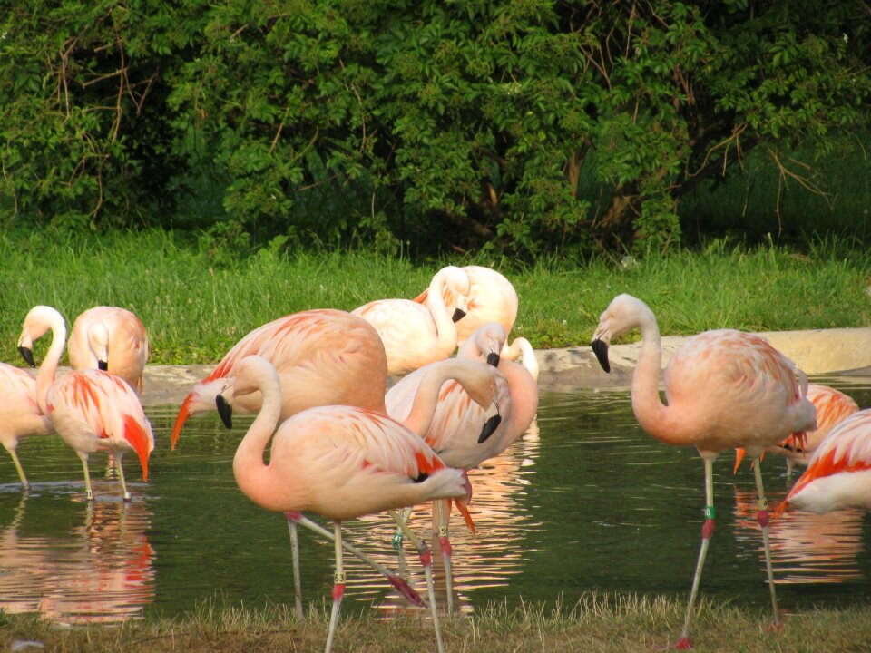Water tropical animals