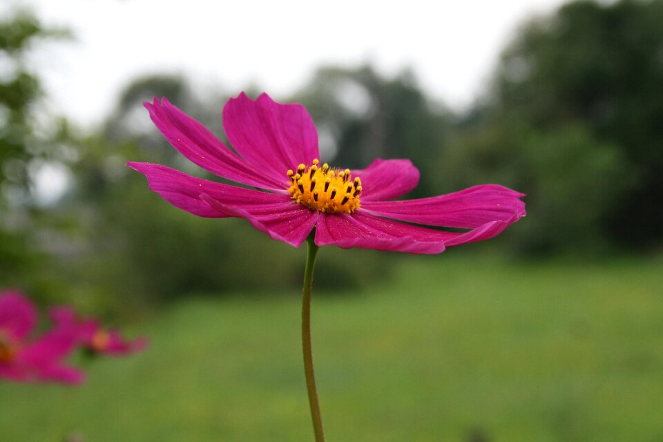 Pollen nature summer flowers
