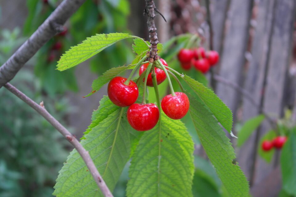 Summer nature closeup