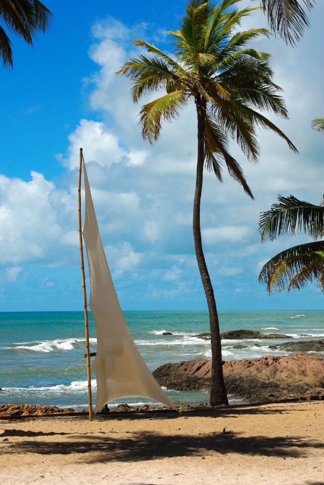 Landscape coconut trees sandy beach
