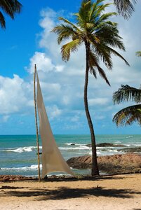 Landscape coconut trees sandy beach photo
