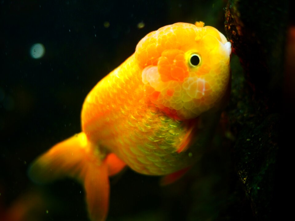 Animal fish fish tank photo