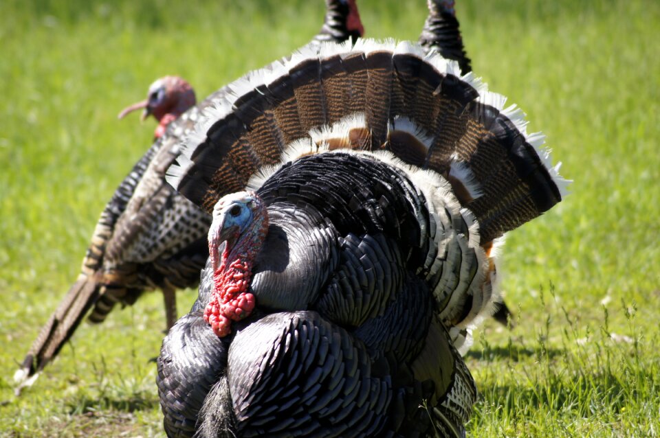 Thanksgiving bird