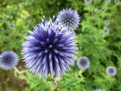 Summer thistle flower nature