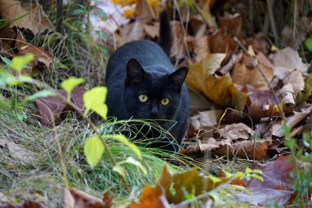 Gilnyangyi the black cat park photo