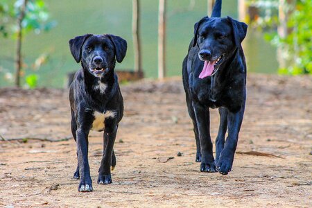 Puppy forest dogs photo