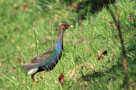 Plumage green colorful