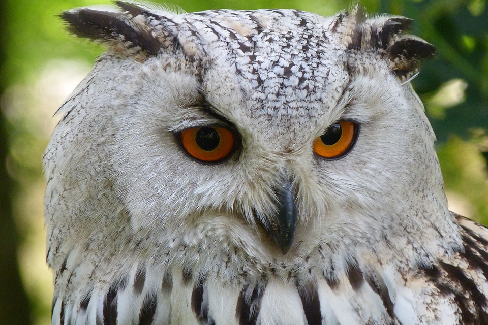 Eagle owl eurasian eagle european owl night active