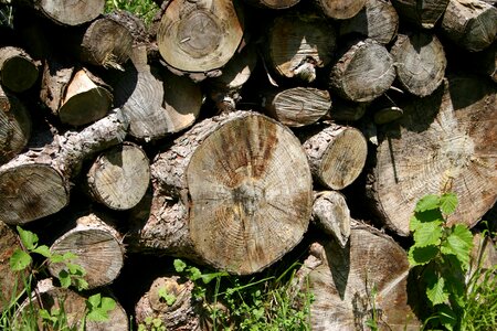 Sawed off forest timberyard photo