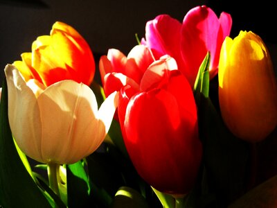 Spring flower color colorful
