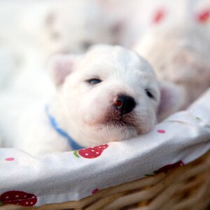 Pets bichon puppy