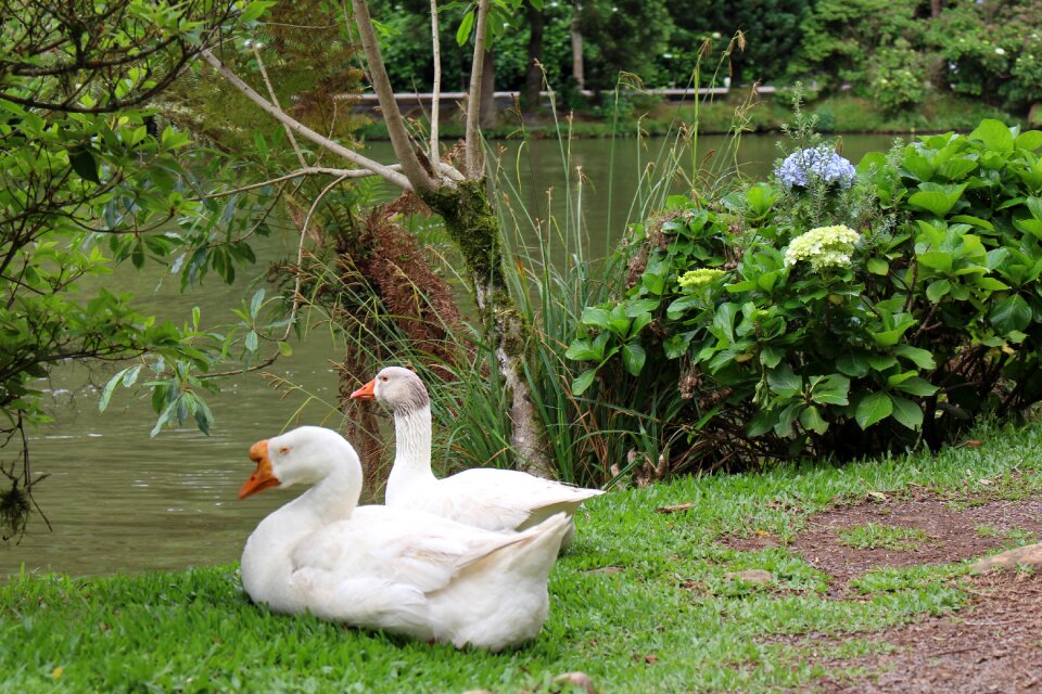 Animals water green