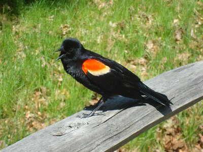 Bird summer animal