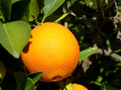 Orange tree naranjo