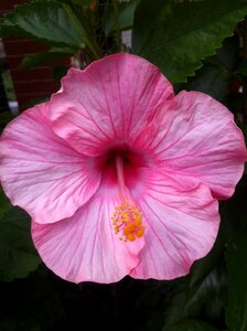 Flower beautiful flowers hibiscus photo