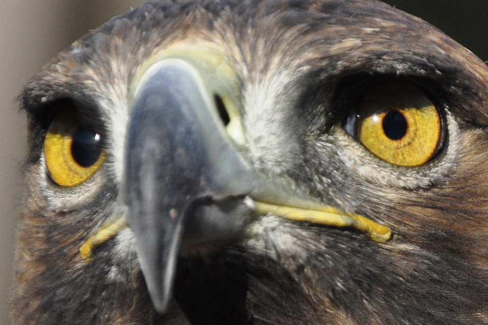 Bird of prey raptor golden eagle