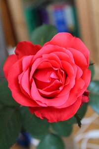 Flower red rose petals