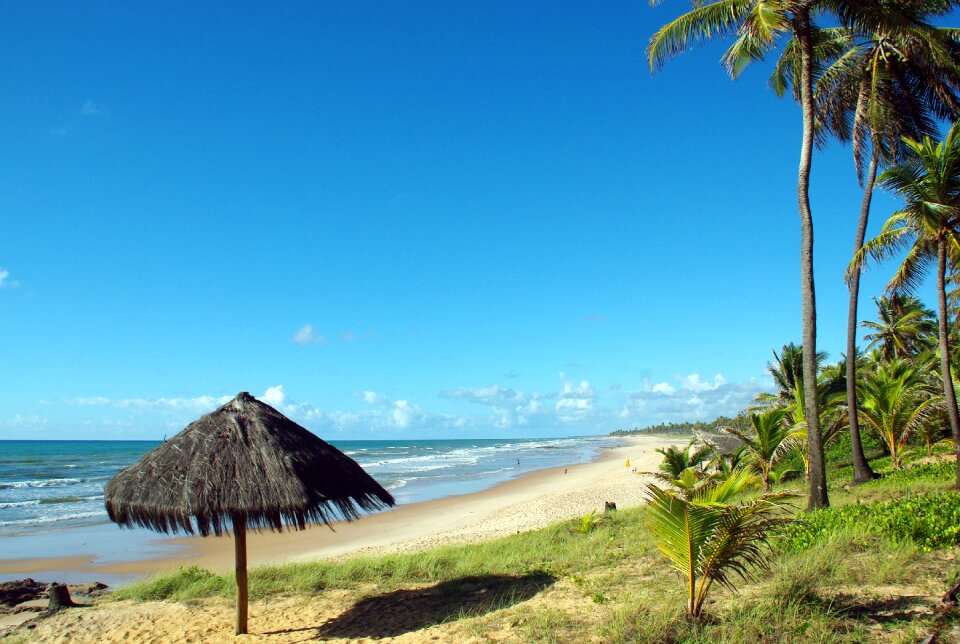 Landscape coconut trees sandy beach