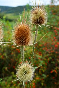 Meadow meadow flower nature