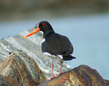 Oystercatcher animal sea