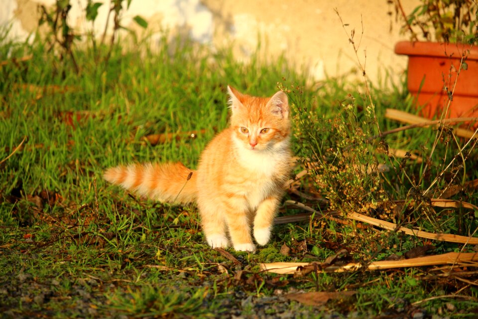 Young cat red cat domestic cat