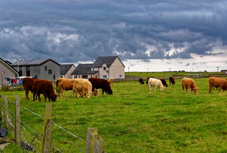 Rural landscape cattle photo