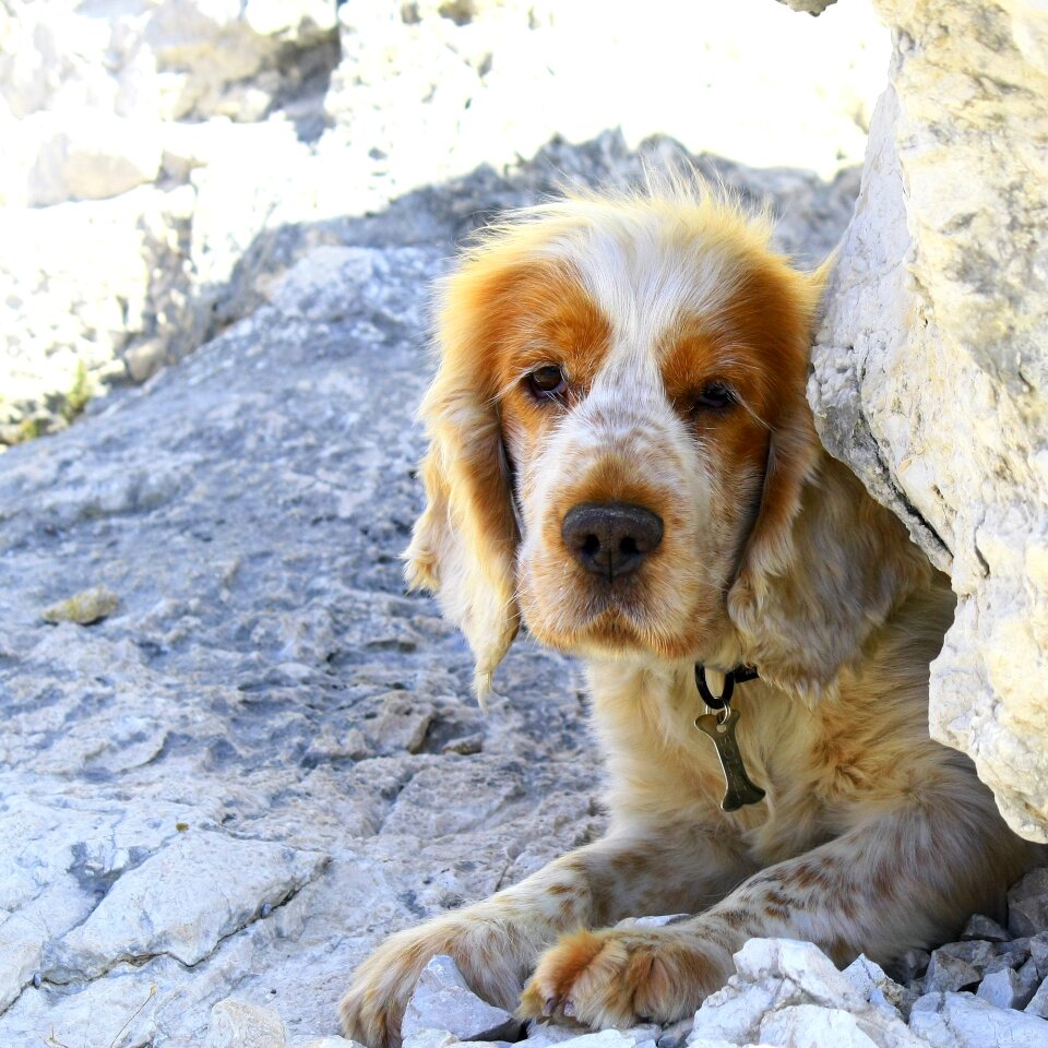 Cocker hunting dog english