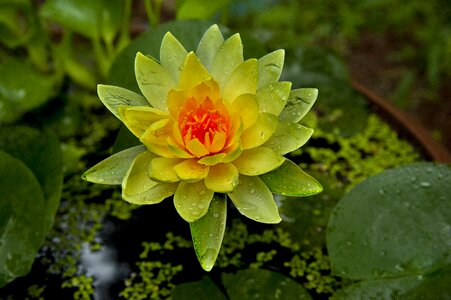 Nail aquatic plants nature