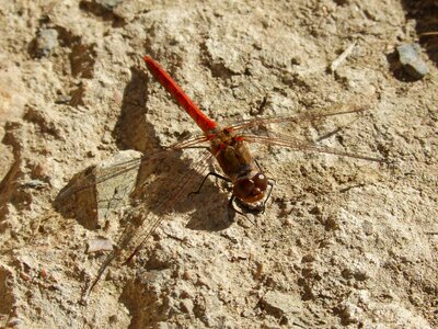 Dragonfly insect wings