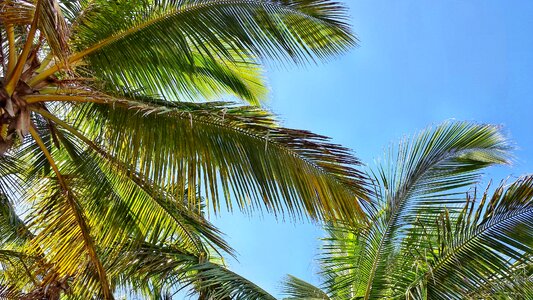 Palme palm coconuts photo