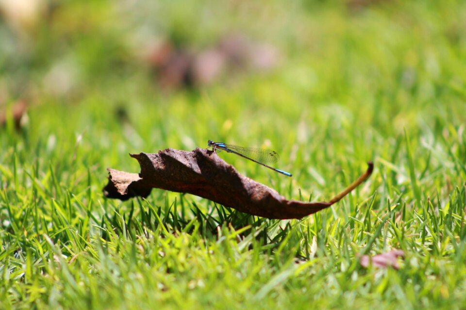 Nature animals dragonfly