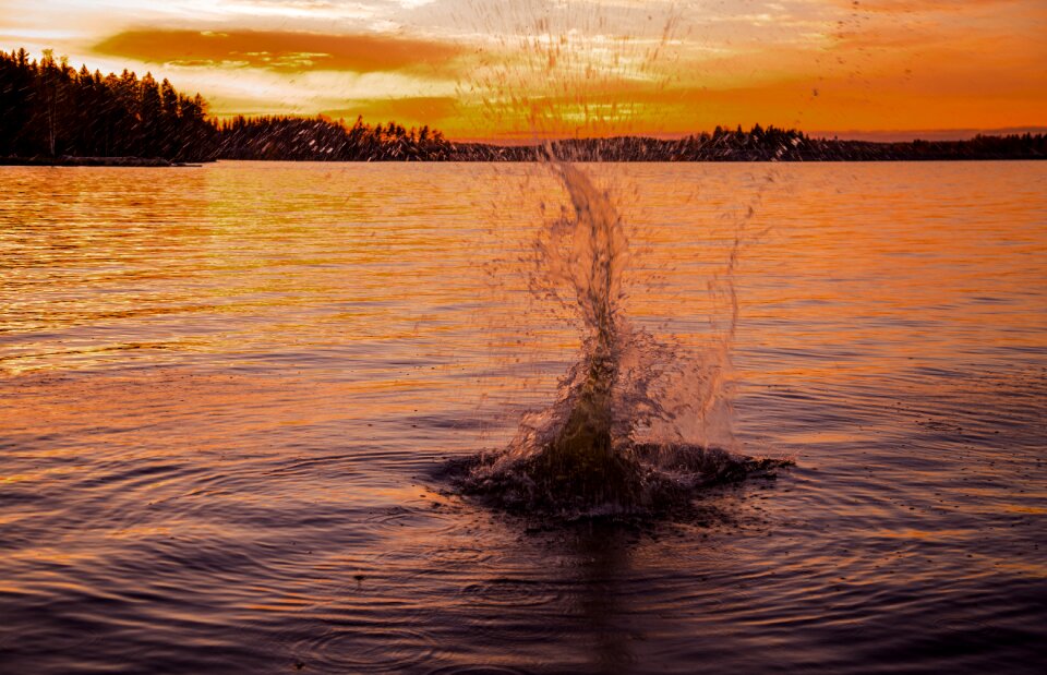 Fish yellow evening
