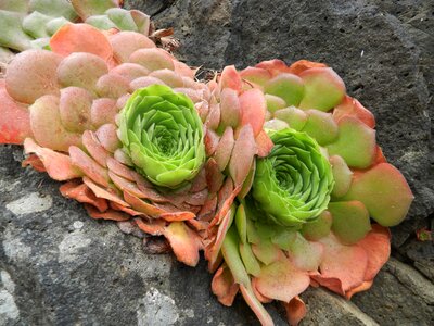 Nature flora alpines