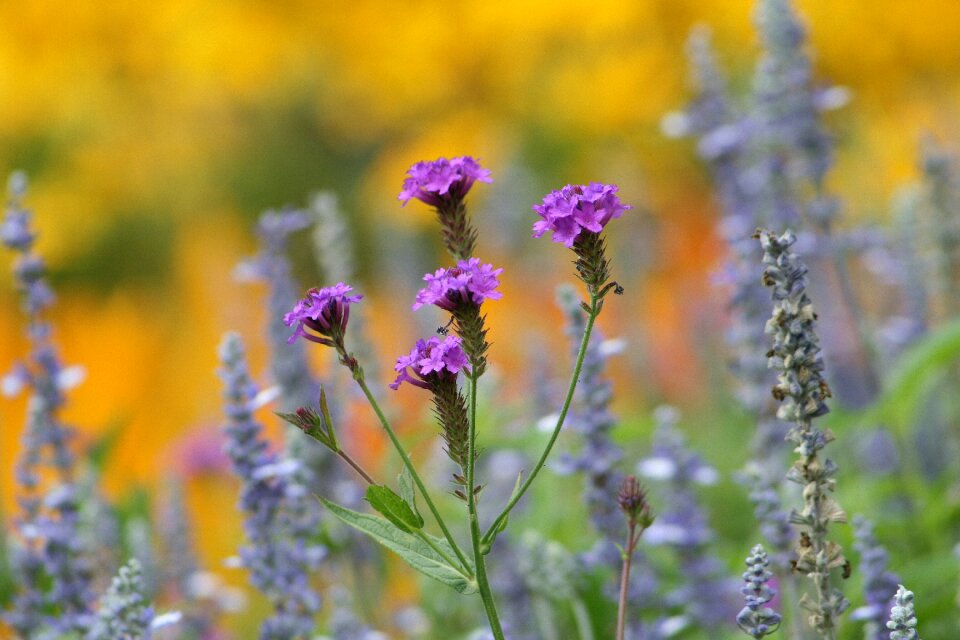 Flower garden gardening nature