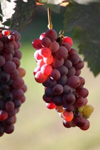 Plant fruit wine
