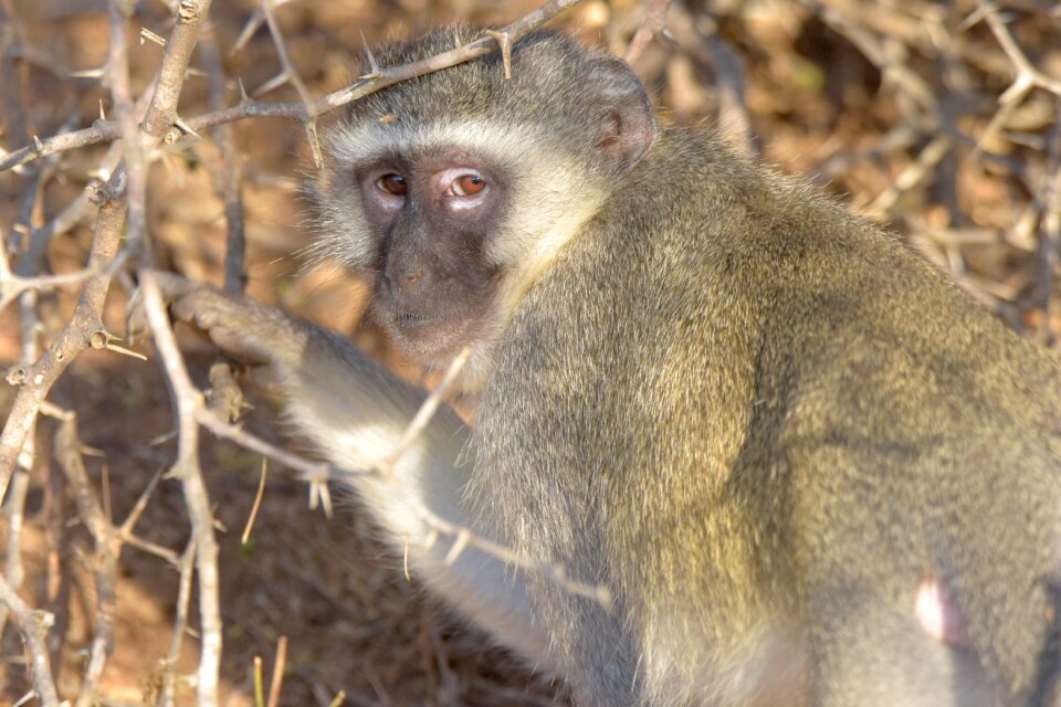 Wildlife nature wild