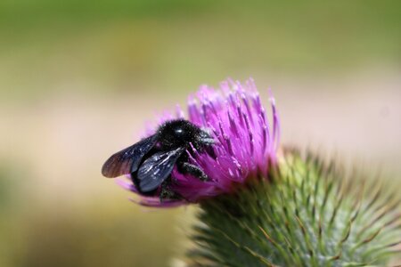 Bee insect flowers photo