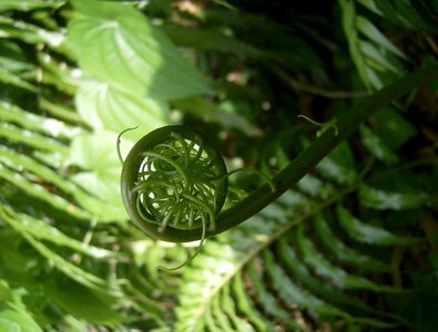 Green frond photo