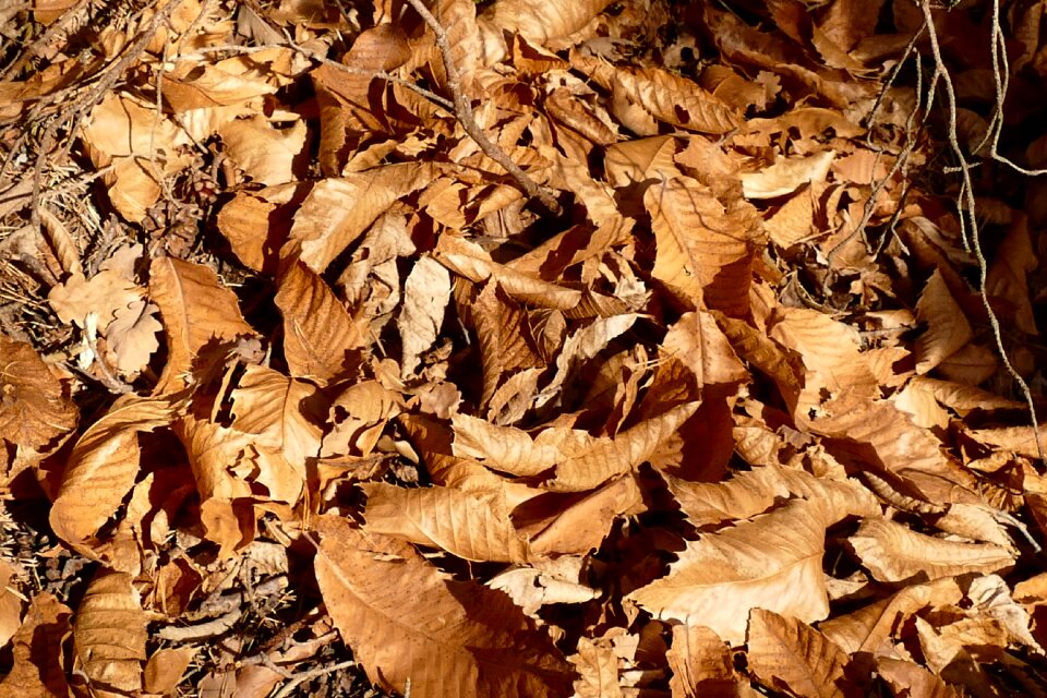 Leaves brown fall foliage