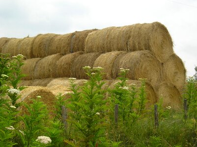 Landscapes field green photo