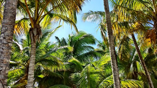 Palme palm coconuts photo