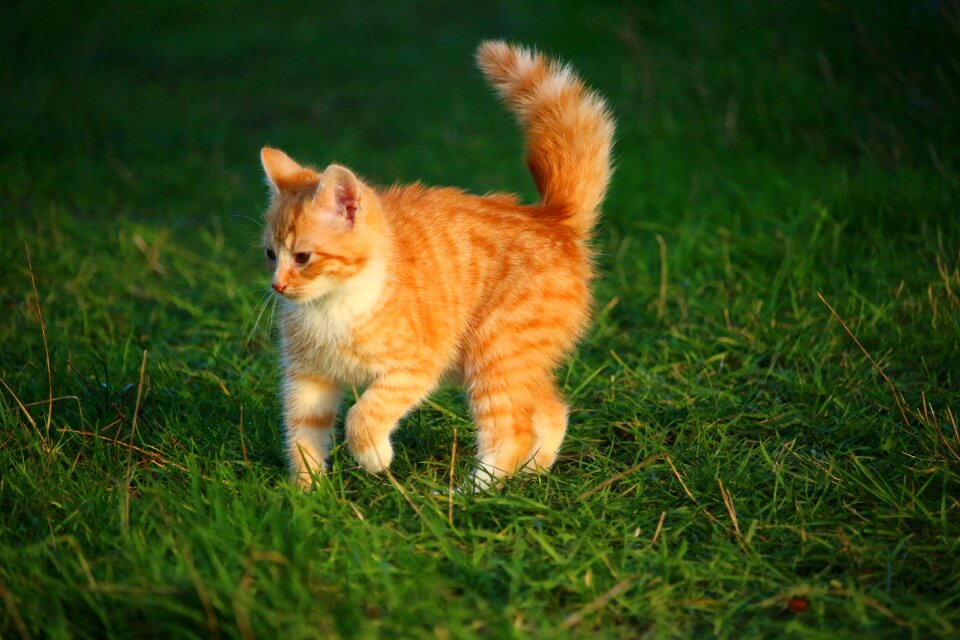 Cat baby young cat red cat